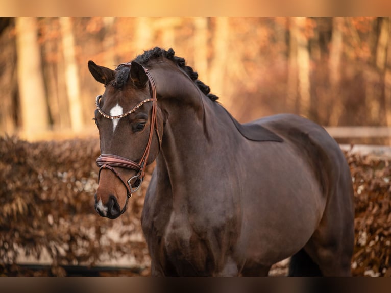 German Sport Horse Gelding 5 years 16,3 hh Brown in Wehringen