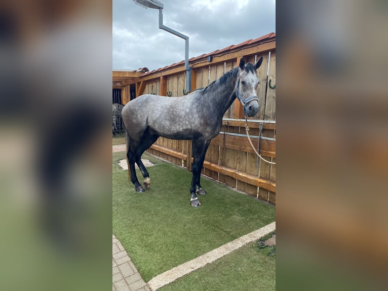 German Sport Horse Gelding 5 years 16.3 hh Grey-Dapple in Kaltennordheim