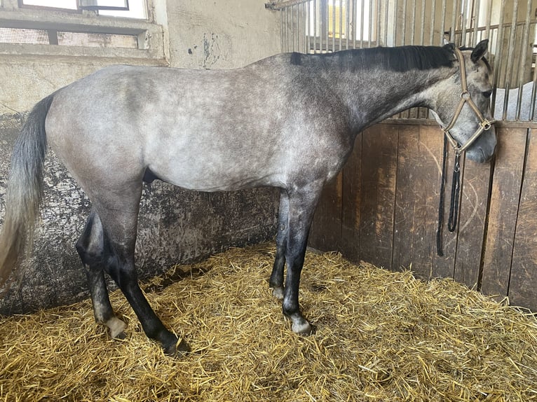 German Sport Horse Gelding 5 years 16.3 hh Grey-Dapple in Kaltennordheim