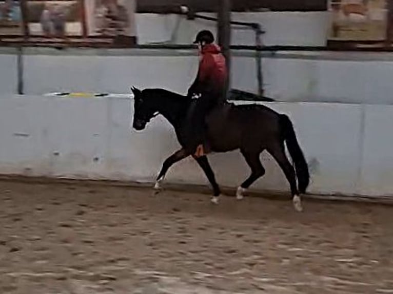 German Sport Horse Gelding 5 years 16 hh Bay-Dark in Lutherstadt Wittenberg