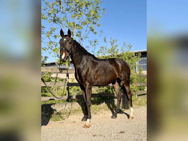 German Sport Horse Gelding 5 years 16 hh Bay-Dark in Grevenbroich
