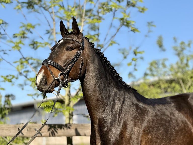 German Sport Horse Gelding 5 years 16 hh Bay-Dark in Grevenbroich