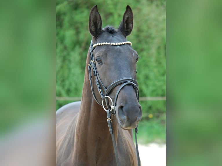 German Sport Horse Gelding 5 years 16 hh Black in Lonsee