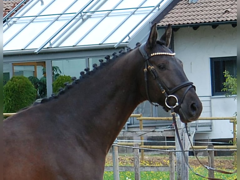 German Sport Horse Gelding 5 years 16 hh Black in Lonsee