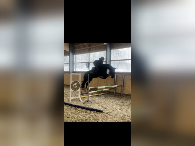 German Sport Horse Gelding 5 years 16 hh Black in Meinerzhagen