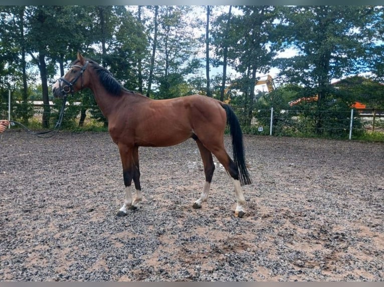 German Sport Horse Gelding 5 years 16 hh Brown in Allersberg