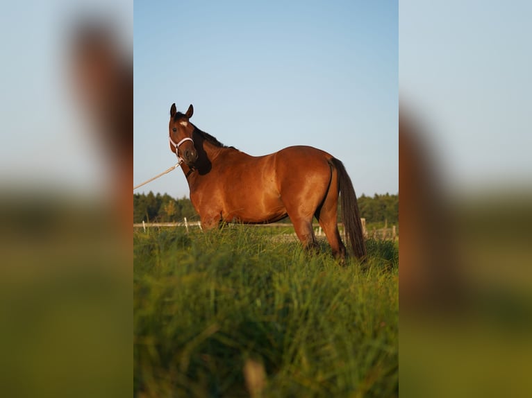 German Sport Horse Gelding 5 years 16 hh Brown in Reichertshofen
