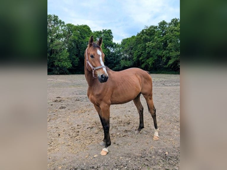 German Sport Horse Gelding 5 years 16 hh Brown in Libbesdorf