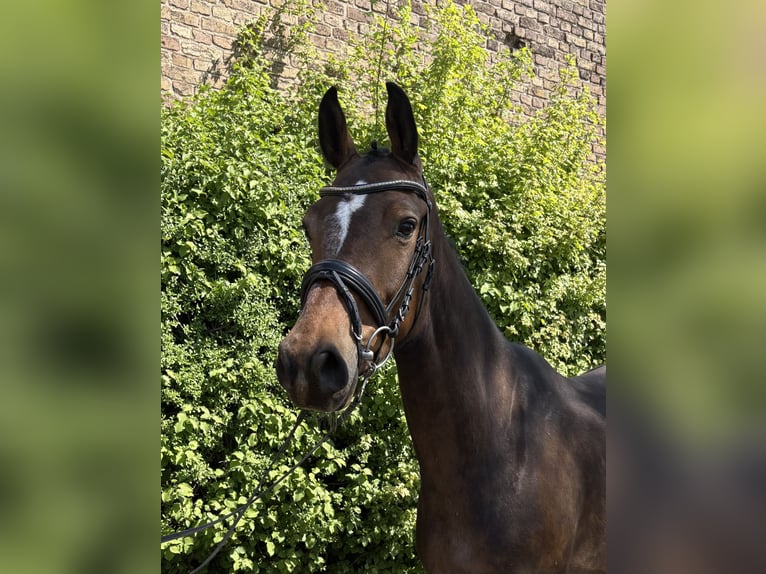 German Sport Horse Gelding 5 years 16 hh Brown in Niederkassel