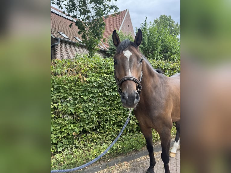 German Sport Horse Gelding 5 years 16 hh Brown in Senden