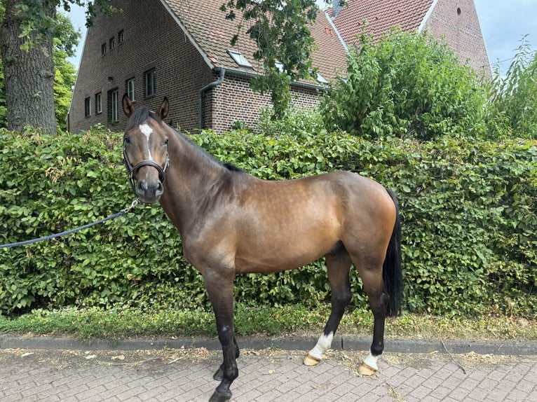 German Sport Horse Gelding 5 years 16 hh Brown in Senden