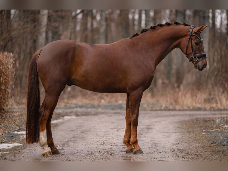 German Sport Horse Gelding 5 years 16 hh Chestnut in Wehringen