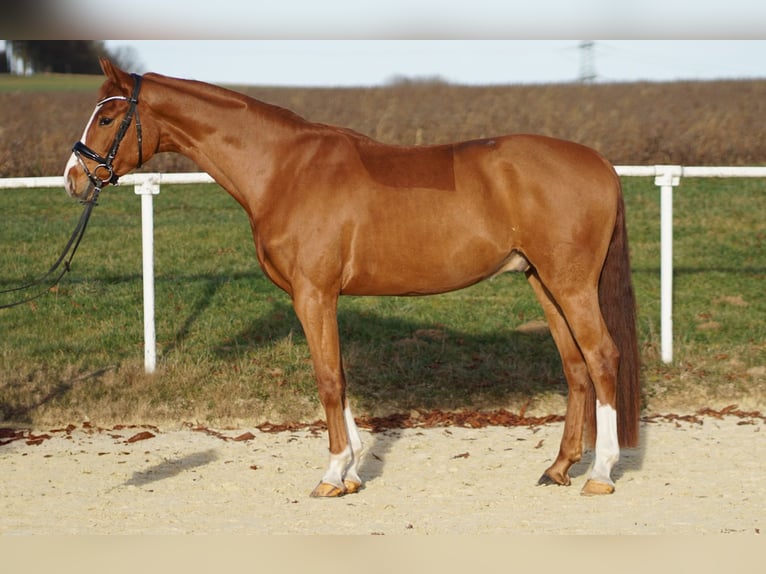 German Sport Horse Gelding 5 years 16 hh Chestnut-Red in Brilon