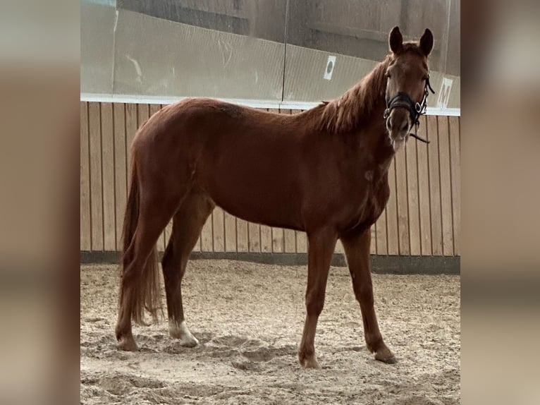German Sport Horse Gelding 5 years 16 hh Chestnut-Red in Rheinsberg