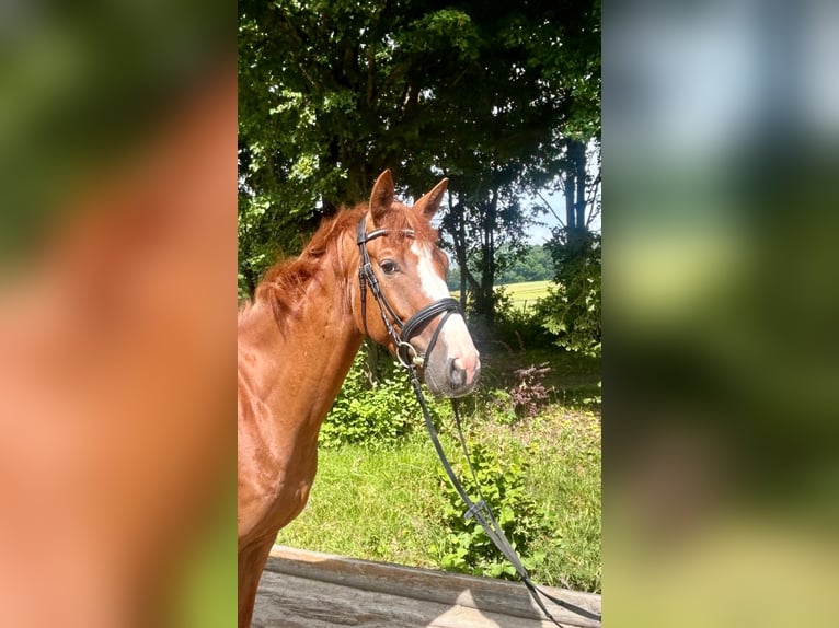 German Sport Horse Gelding 5 years 16 hh Chestnut-Red in Pelmberg
