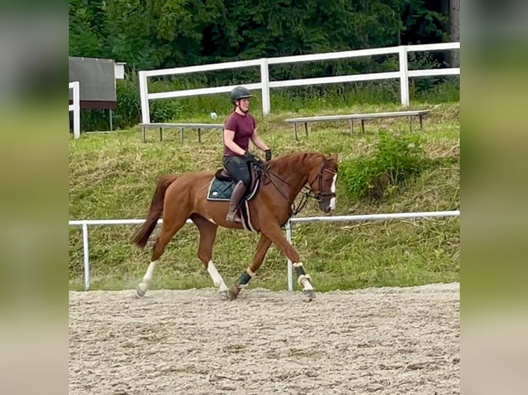German Sport Horse Gelding 5 years 16 hh Chestnut-Red in Pelmberg