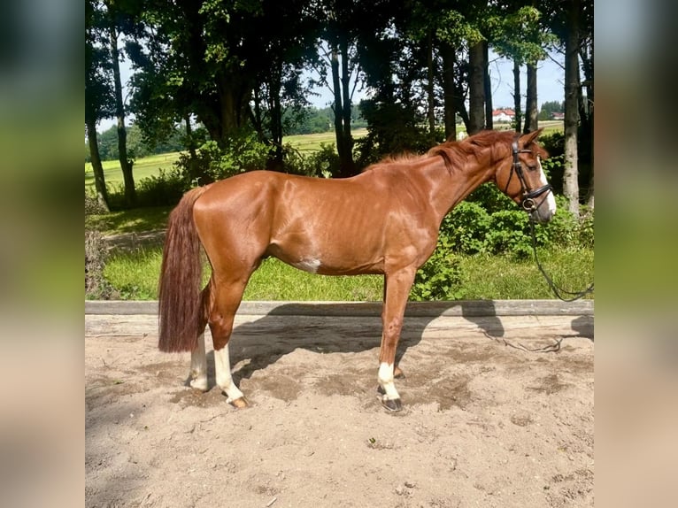 German Sport Horse Gelding 5 years 16 hh Chestnut-Red in Pelmberg