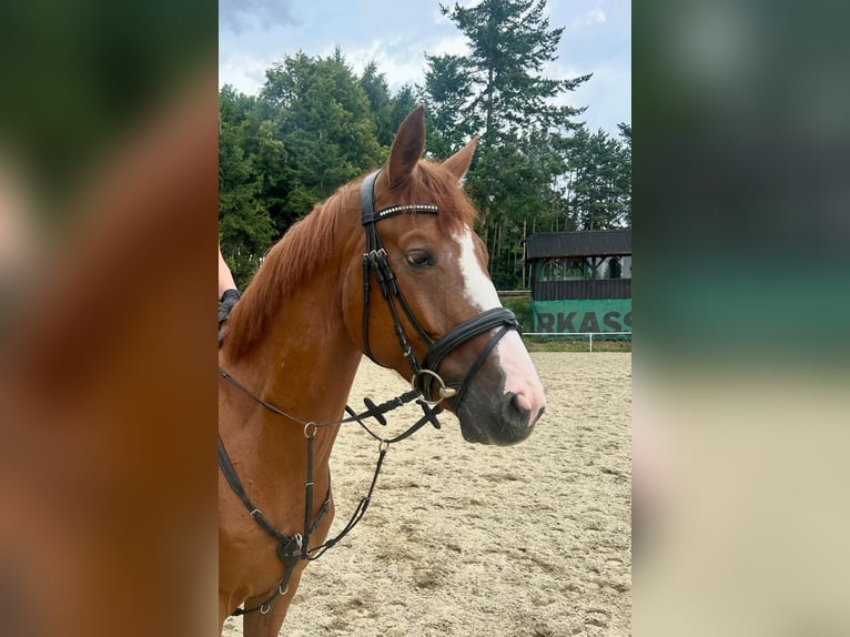 German Sport Horse Gelding 5 years 16 hh Chestnut-Red in Pelmberg