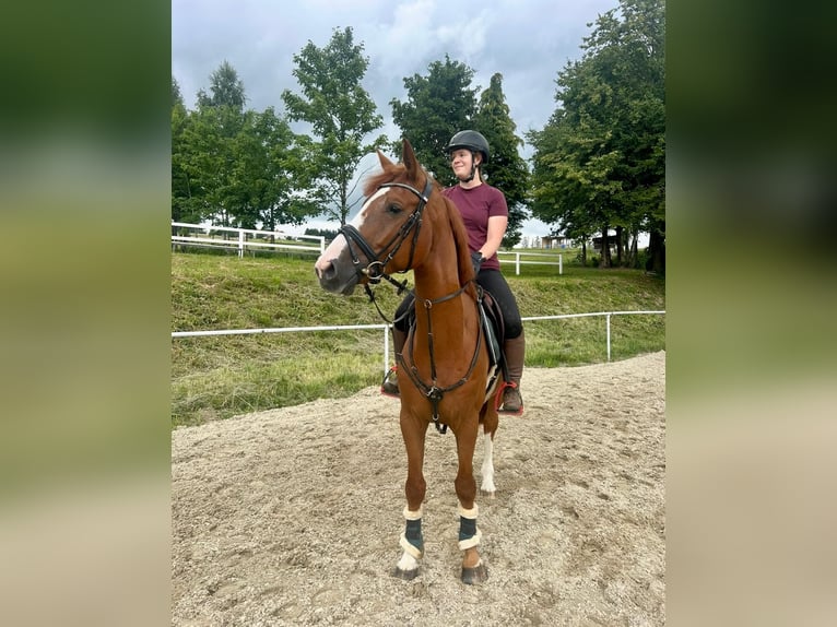 German Sport Horse Gelding 5 years 16 hh Chestnut-Red in Pelmberg