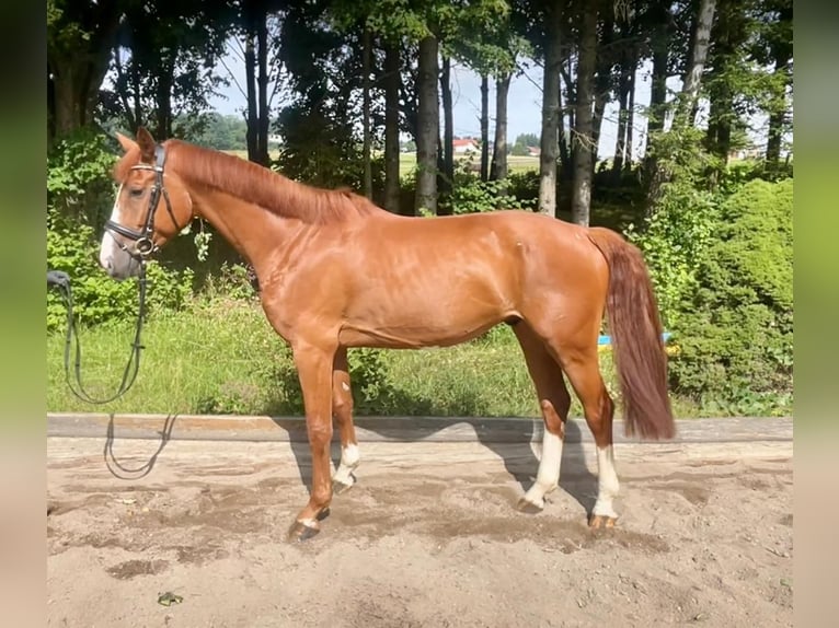 German Sport Horse Gelding 5 years 16 hh Chestnut-Red in Pelmberg