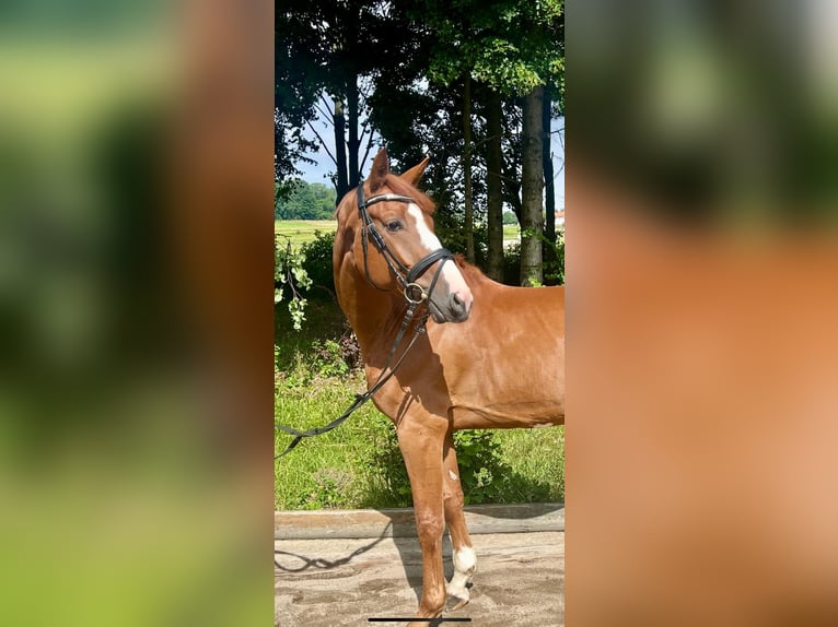 German Sport Horse Gelding 5 years 16 hh Chestnut-Red in Pelmberg