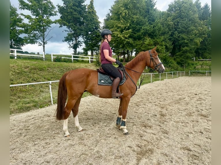 German Sport Horse Gelding 5 years 16 hh Chestnut-Red in Pelmberg