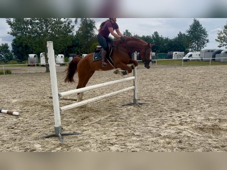 German Sport Horse Gelding 5 years 16 hh Chestnut-Red in Pelmberg