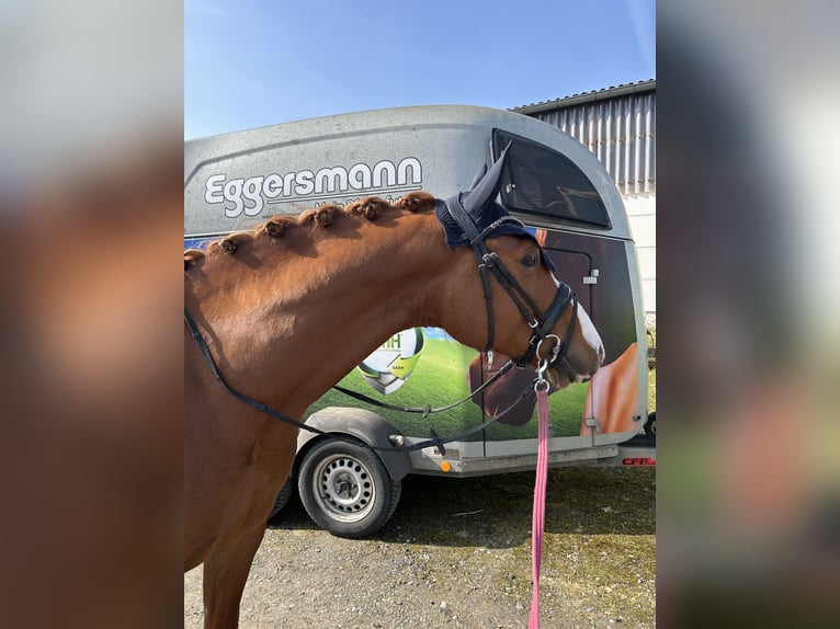 German Sport Horse Gelding 5 years 16 hh Chestnut-Red in Porta Westfalica