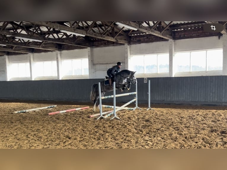 German Sport Horse Gelding 5 years 16 hh Gray in Bismark (Altmark) OT Gr&#xE4;venitz