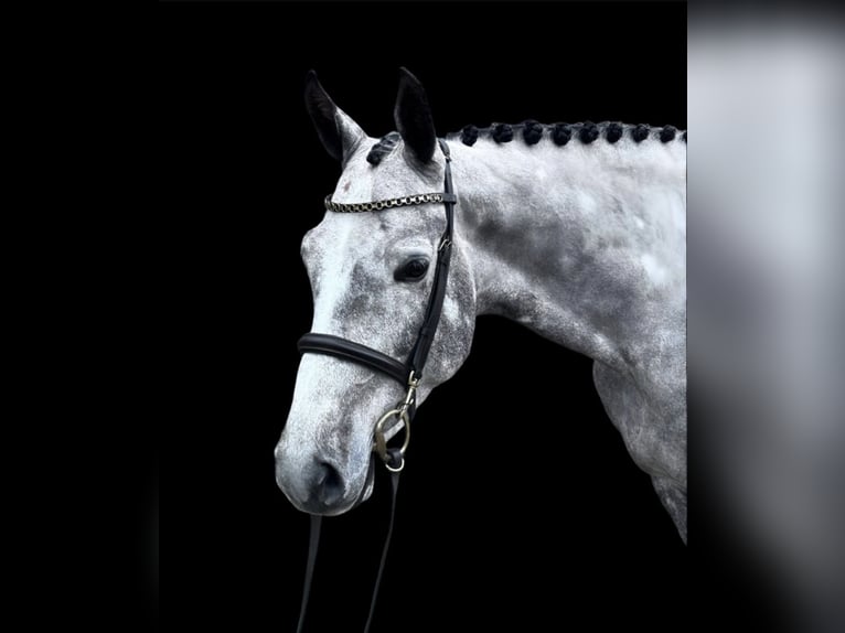 German Sport Horse Gelding 5 years 16 hh Grey-Dapple in Weeze