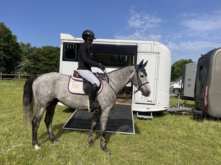 German Sport Horse Gelding 5 years 16 hh Grey-Dapple in Weeze