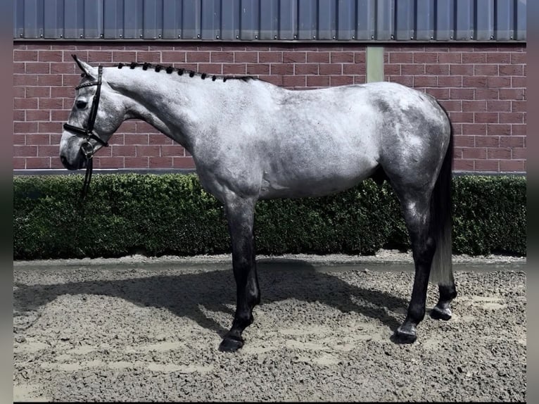 German Sport Horse Gelding 5 years 16 hh Grey-Dapple in Weeze