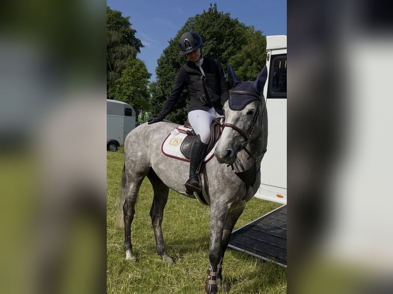 German Sport Horse Gelding 5 years 16 hh Grey-Dapple in Weeze