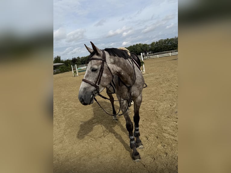 German Sport Horse Gelding 5 years 16 hh Grey-Dapple in Weeze