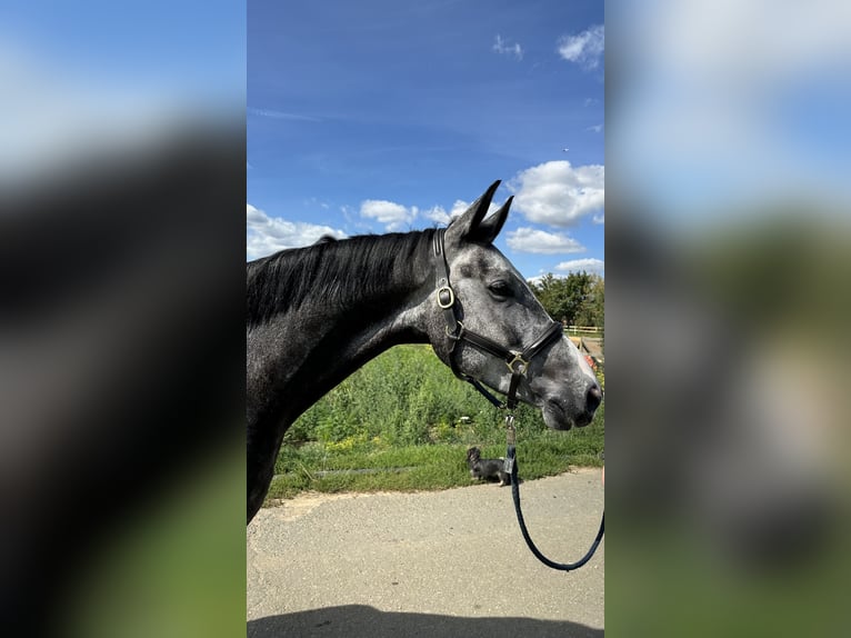 German Sport Horse Gelding 5 years 16 hh Grey in Griesheim