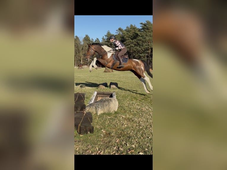 German Sport Horse Gelding 5 years 16 hh Pinto in Aulosen