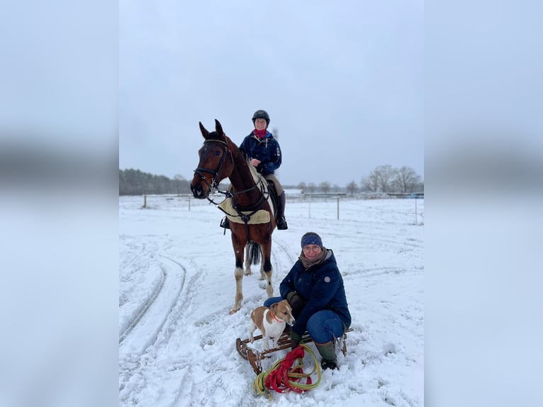 German Sport Horse Gelding 5 years 16 hh Pinto in Aulosen