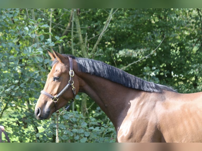 German Sport Horse Gelding 5 years 16 hh in Erharting