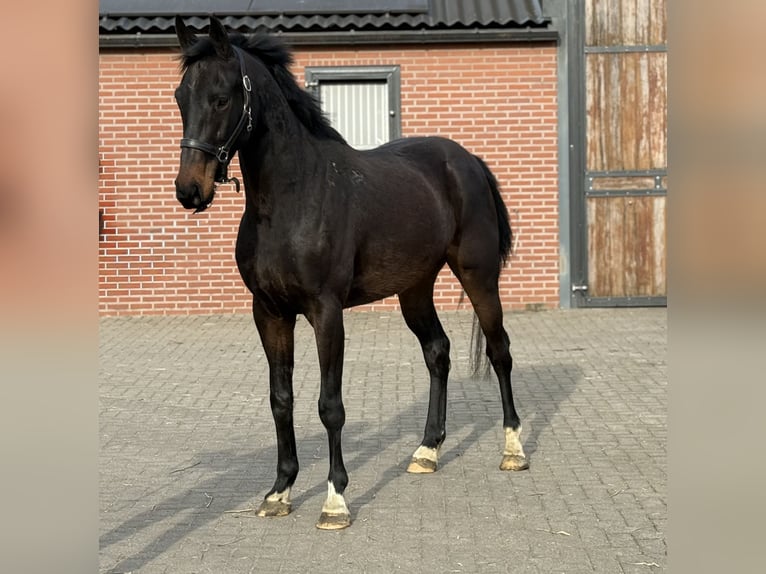 German Sport Horse Gelding 5 years 16 hh Smoky-Black in Zieuwent