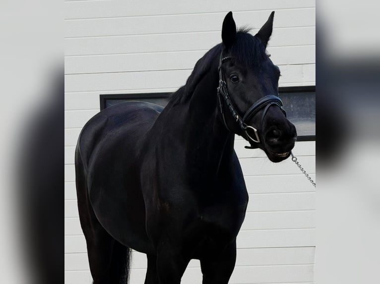 German Sport Horse Gelding 5 years 16,1 hh Bay-Dark in Someren