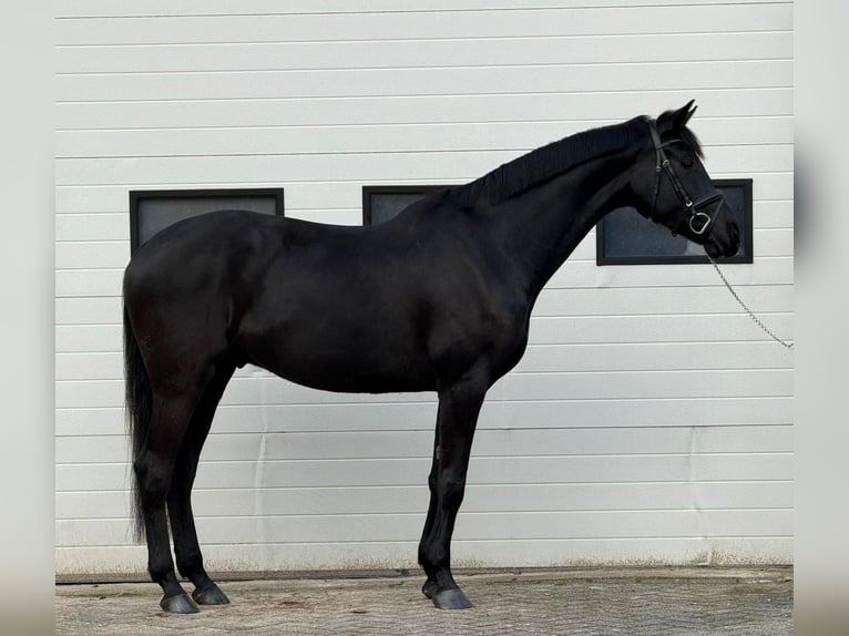German Sport Horse Gelding 5 years 16,1 hh Bay-Dark in Someren