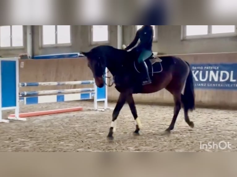 German Sport Horse Gelding 5 years 16,1 hh Bay-Dark in Rhinow