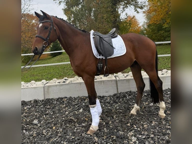 German Sport Horse Gelding 5 years 16,1 hh Brown in Kornberg