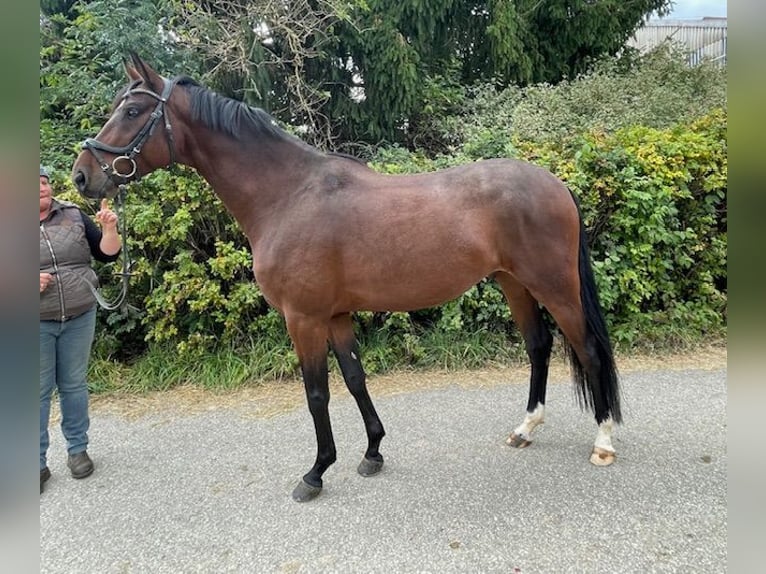 German Sport Horse Gelding 5 years 16,1 hh Brown in Drackenstein