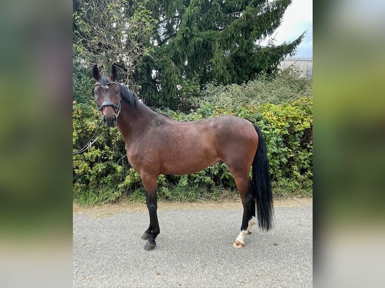 German Sport Horse Gelding 5 years 16,1 hh Brown in Drackenstein