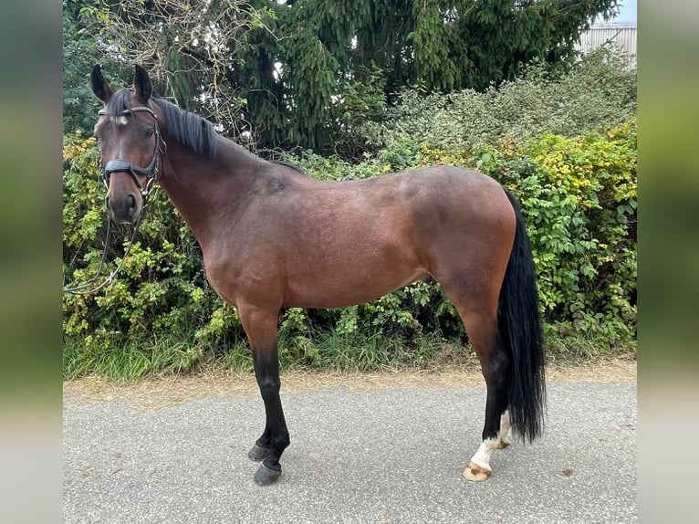 German Sport Horse Gelding 5 years 16,1 hh Brown in Drackenstein