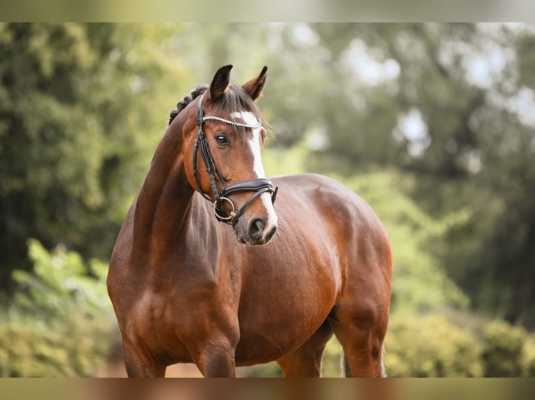 German Sport Horse Gelding 5 years 16,1 hh Brown in Riedstadt