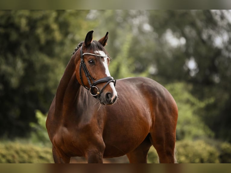 German Sport Horse Gelding 5 years 16,1 hh Brown in Riedstadt