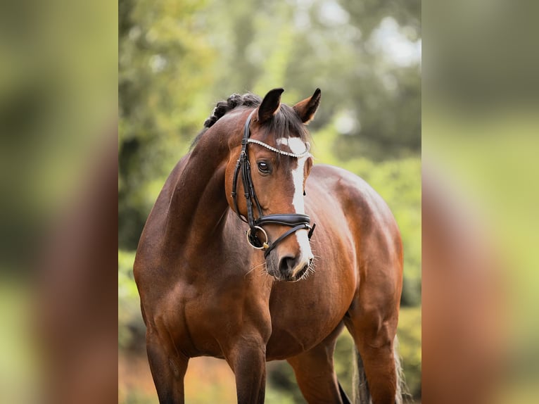 German Sport Horse Gelding 5 years 16,1 hh Brown in Riedstadt