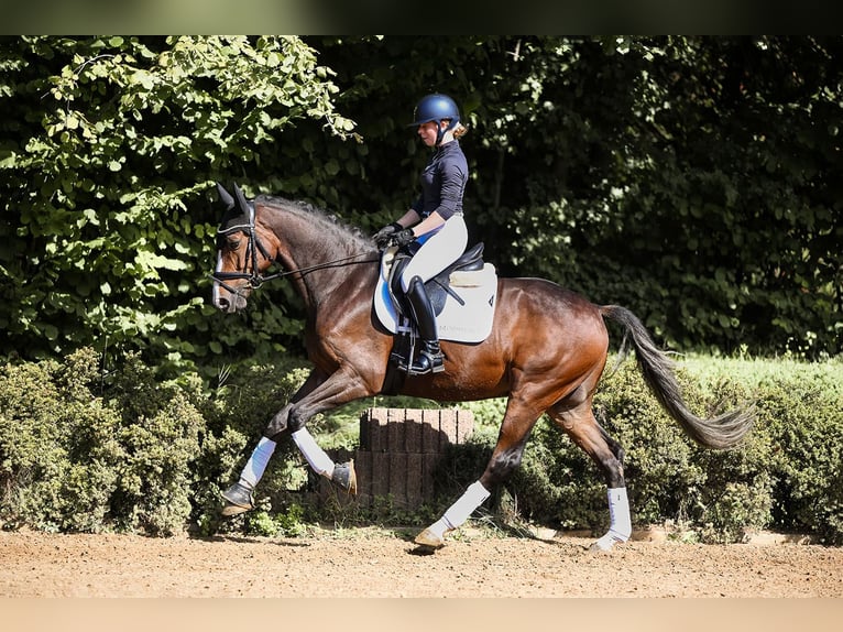 German Sport Horse Gelding 5 years 16,1 hh Brown in Riedstadt
